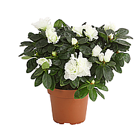 Саджанці Азалії білої (Azalea) Ø 13 см