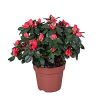 Саджанці Азалії рожевої (Azalea) Ø 13 см