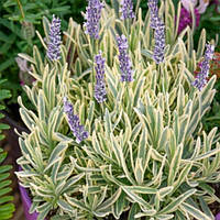 Лаванда Рlatinum  Blonde - в горщику р.10