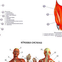 Плакат "М'язова система людини (українською)", 85×60см, фото 3