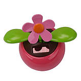 Сонячна квітка, фото 2