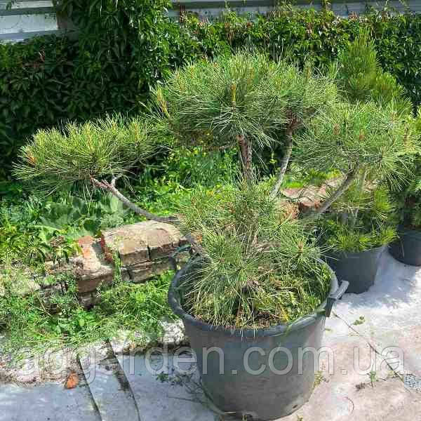 Сент-Тропе түсі