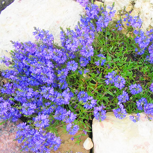 Саджанці Вероніки Притиснутої (Veronica Prostrata) P9