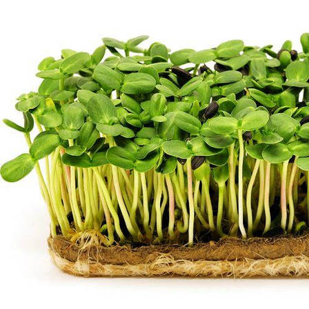 Насіння Соняшнику для мікрозелені, фото 1