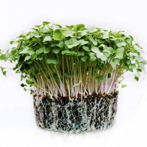 Насіння Брокколі для мікрозелені