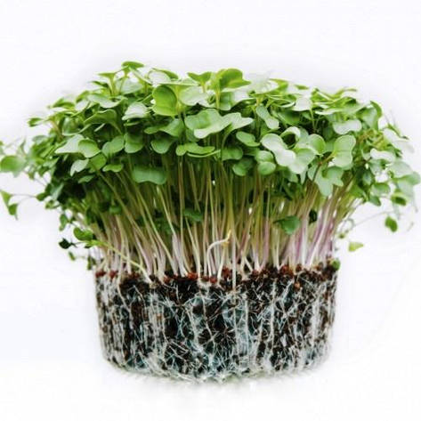 Насіння Брокколі для мікрозелені, фото 1