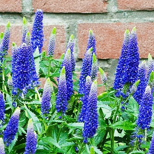 Саджанці Вероніки Ферст Глорі (Veronica First Glory) P9