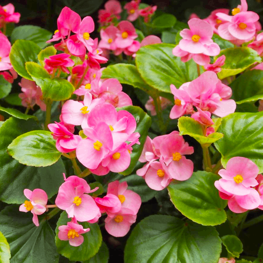 Саджанці Бегонії Супер Кул Пінк (Begonia semperflorens Super Cool Pink) P9, фото 1