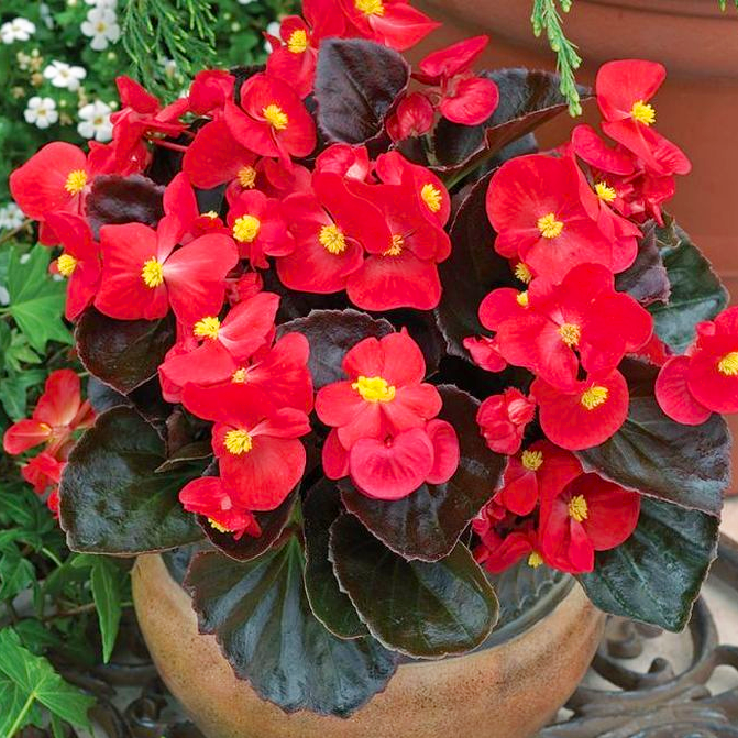 Саджанці Бегонії Найтлайф Ред (Begonia semperflorens Nightlife Red) P9, фото 1