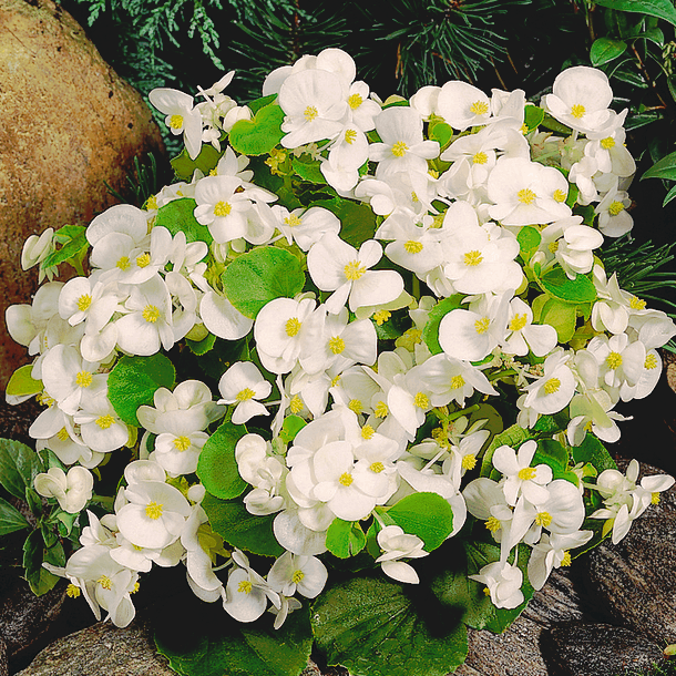 Саджанці Бегонії Супер Кул Вайт (Begonia semperflorens Super Cool White) P9, фото 1