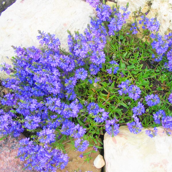 Саджанці Вероніки Притиснута (Veronica Prostrata) P9