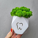 Подарунок стоматологу .декор в стоматологію. кашпо з мохом і назвою клініки, прізвищем лікаря, фото 2