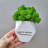 Подарунок стоматологу .декор в стоматологію. кашпо з мохом і назвою клініки, прізвищем лікаря, фото 6