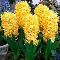 Гіацинт GIPSY PRINCESS 14/15