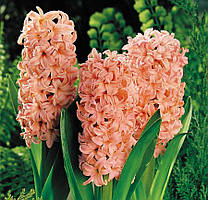 Гіацинт GIPSY QUEEN 14/15