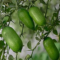Мікроцитрус пальчиковий Лайм