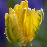 Набір 5 цибулин Тюльпан папуговий Eagle Wings 11/12