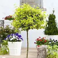 Саджанці Бересклета Форчуна Емеральд Голд на штамбі (Euonymus fortunei Emerald 'n' Gold)