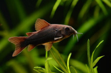 Сом Коридорас венесуела блек (Corydoras venezuelanus) 2-3 см