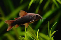 Сом Коридорас венесуэла блэк (Corydoras venezuelanus) 2-3 см