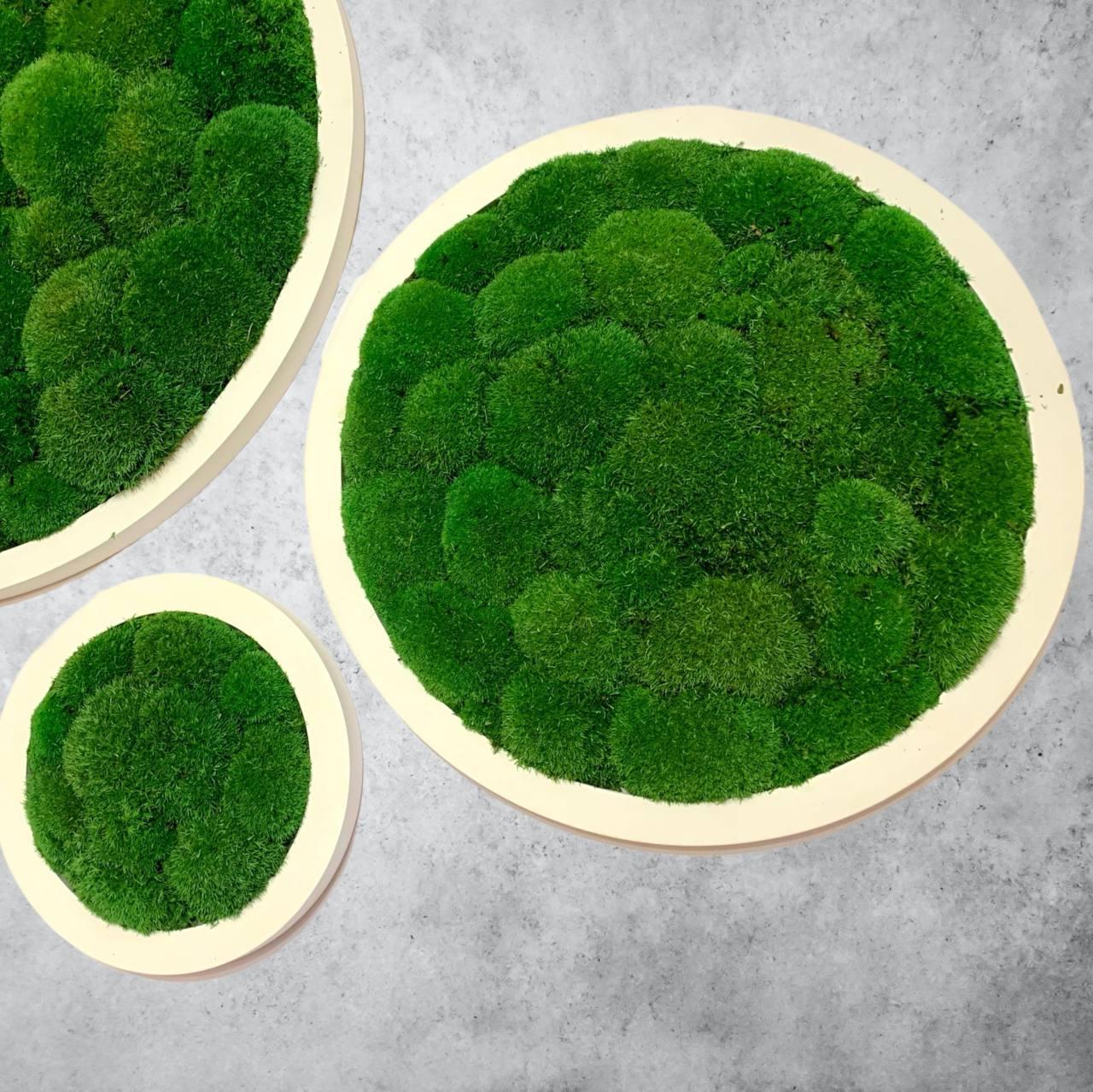 Набір з 3 круглих панно з кочкового стабілізованого моху