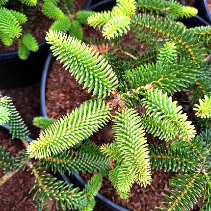 Ялиця іспанська Келлеріс / h 40-50 / Abies pinsapo Kelleriis, фото 2