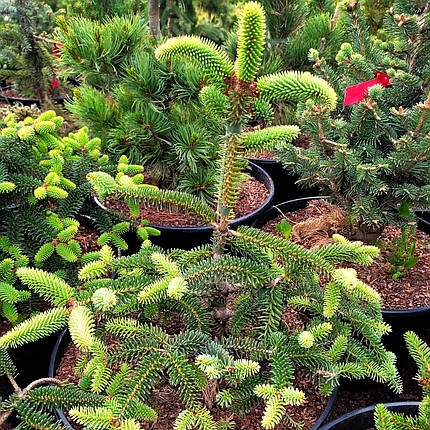 Ялиця іспанська Келлеріс / h 40-50 / Abies pinsapo Kelleriis, фото 1