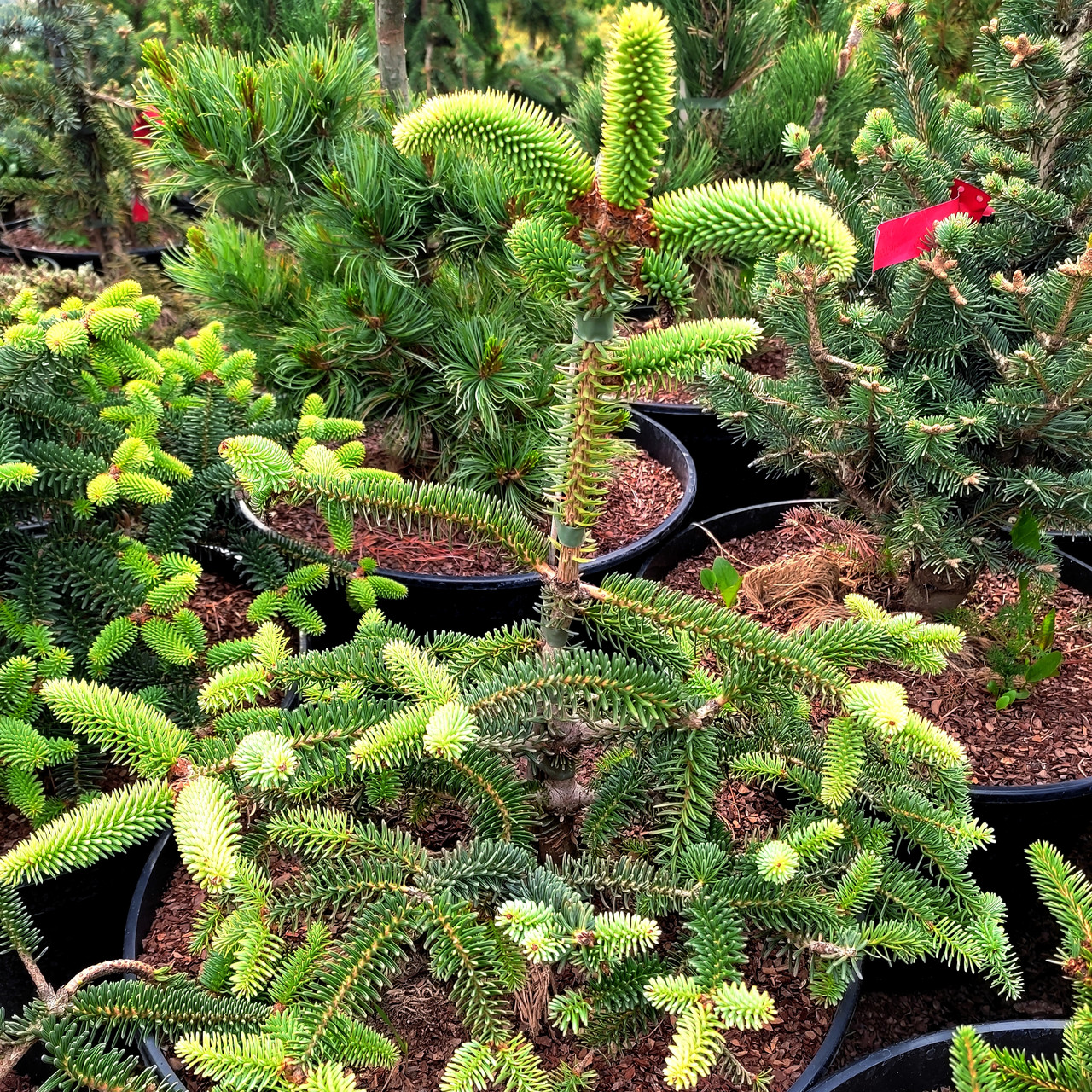 Ялиця іспанська Келлеріс / h 40-50 / Abies pinsapo Kelleriis