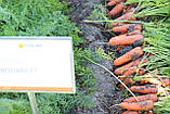 Насіння моркви Болівар F1 ( 1,6 - 2,0 ), 100.000 насіння, фото 6