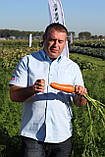 Насіння моркви Болівар F1 ( 1,6 - 2,0 ), 100.000 насіння, фото 7
