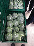 Насіння броколі КОРОС F1, 1000 насіння New!, фото 4