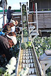 Насіння броколі КОРОС F1, 1000 насіння New!, фото 7