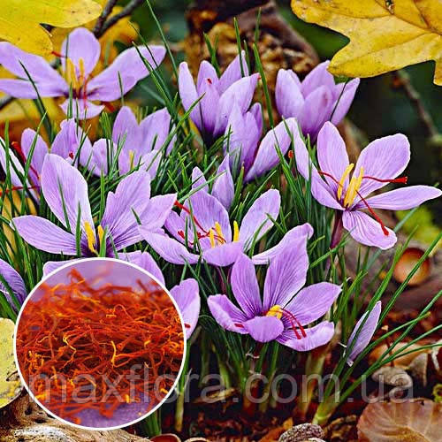 Крокус Sativus 7/8, фото 1
