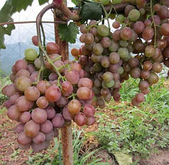 Саджанці винограду сорт Хамелеон