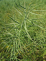 Ріпак озимий Ламбер 305 днів, Врожайність 35-40 ц/га. Стрес – 9 балів. Насіння озимого ріпаку Ламбер. "Арт-Агро", фото 6