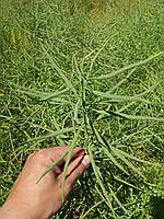 Ріпак озимий Ламбер 305 днів, Врожайність 35-40 ц/га. Стрес – 9 балів. Насіння озимого ріпаку Ламбер. "Арт-Агро", фото 4