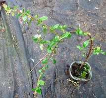 Кизильник Дамера Корал б'юті. Д5.