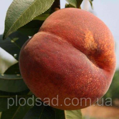 Персик Колiнз