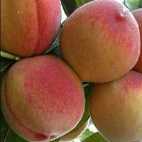 Персик Золота Москва