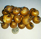 Крокус SPECIOSUS 5/7, фото 3