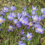 Крокус SPECIOSUS 5/7, фото 4