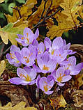 Крокус SPECIOSUS 5/7, фото 5