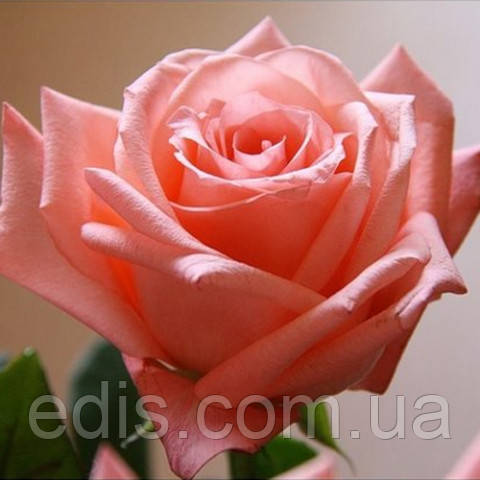 Троянда Дольче Віта (Dolce Vita) чайно-гібридна