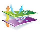 Куртка парка MILTON 2мембранна куртка, герметичні швисвітловідбиваючі елементи на спині, фото 9