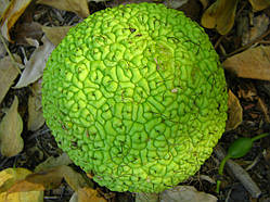 Маклюра Кримська (великі плоди) - урожай 2019г.