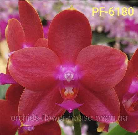 Орхідея Воскова Phal. Profar Mars 6180-2 підліток, фото 1
