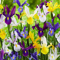 Ірис голандіка дрібний гурт (цибулини)