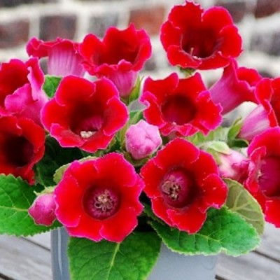 Глоксинія Corina, фото 1