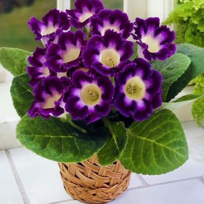 Глоксинія Hollywood, фото 1