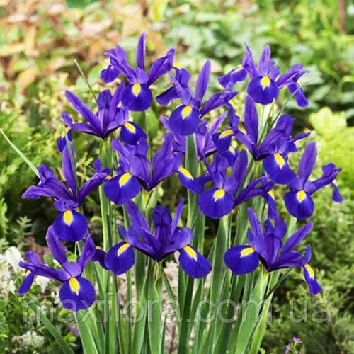 Ірис BLUE MAGIC (голландіка) 8/9